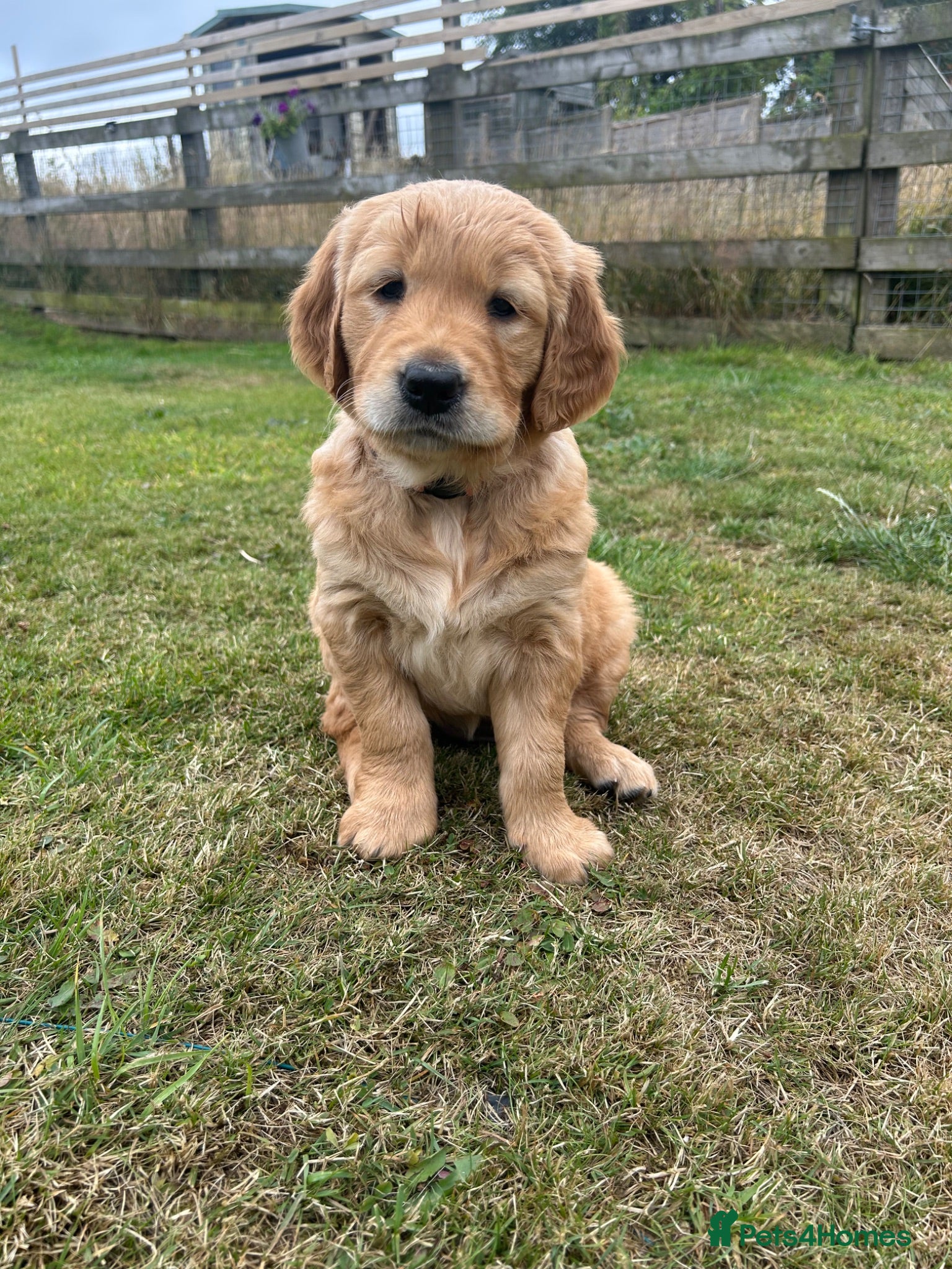 Golden Retriever dogs Golden retriever bitch puppy available  - Advert 11