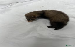 Ferret rodents for sale: Baby Ferrets - Image 28