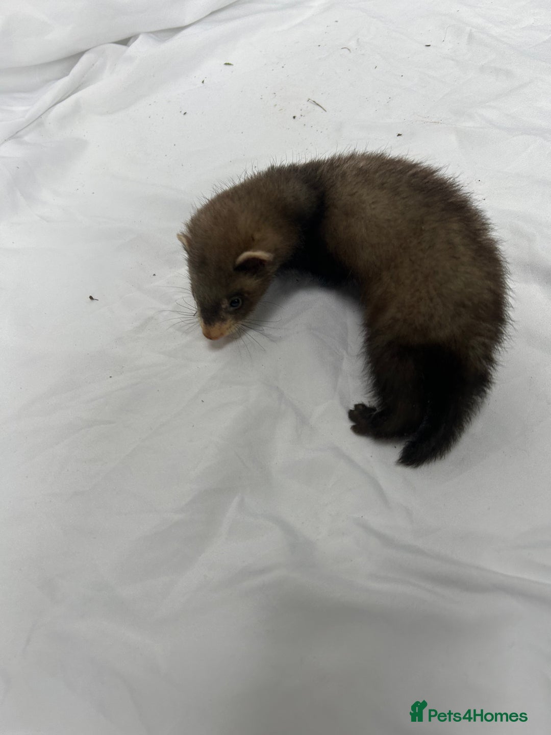 Ferret rodents for sale: Baby Ferrets - Image 28