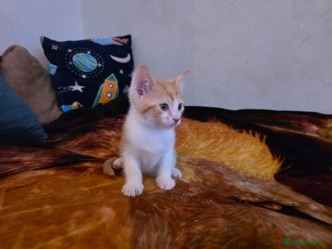 Mixed Breed cats for sale: Adorable Male Kitten – Sphynx x Devon Rex Cross - Advert 6