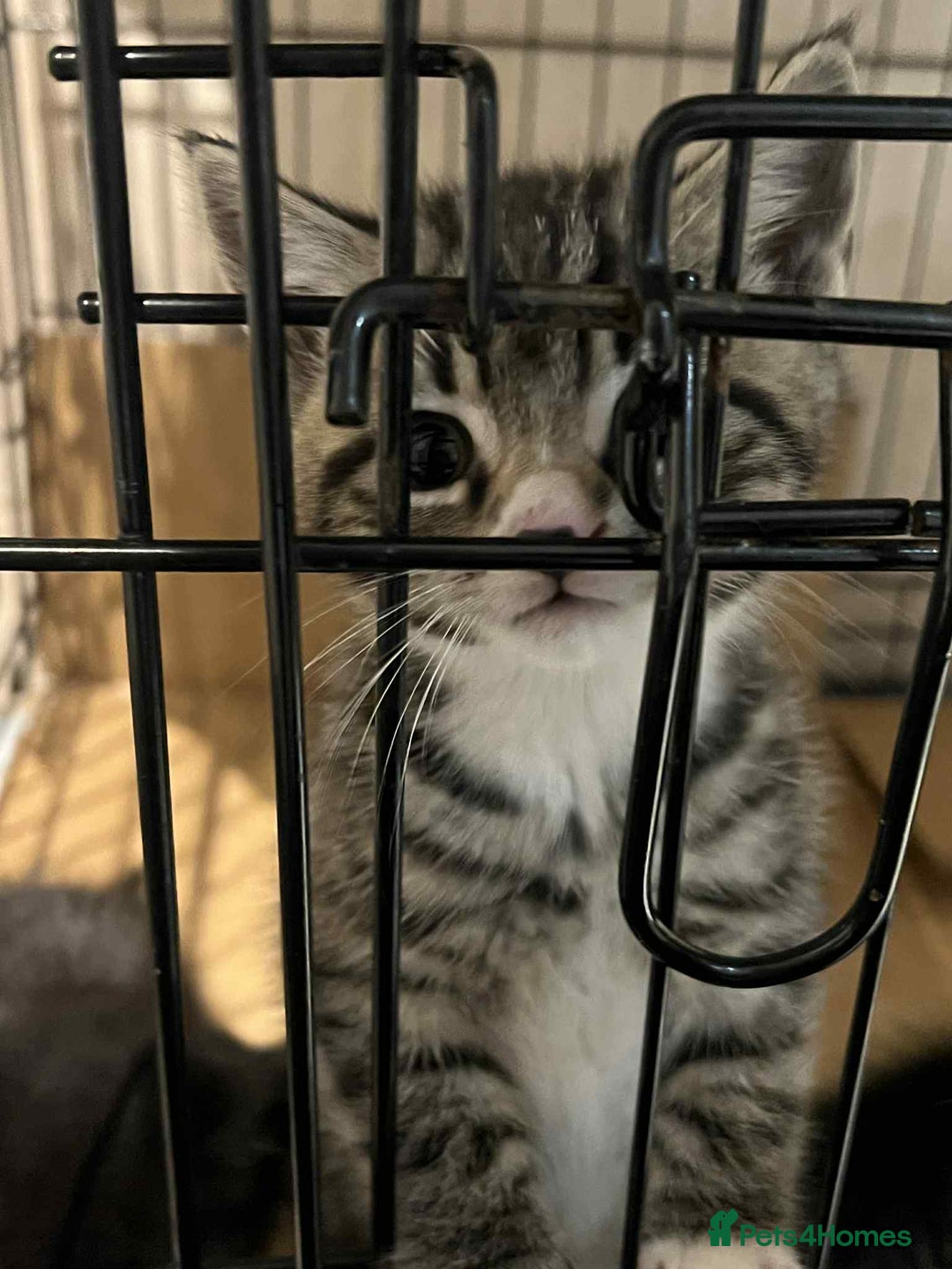 Mixed Breed cats for sale: 2 kittens female  - Advert 2