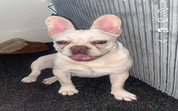 French Bulldog dogs for sale:  French bulldog - Image 2