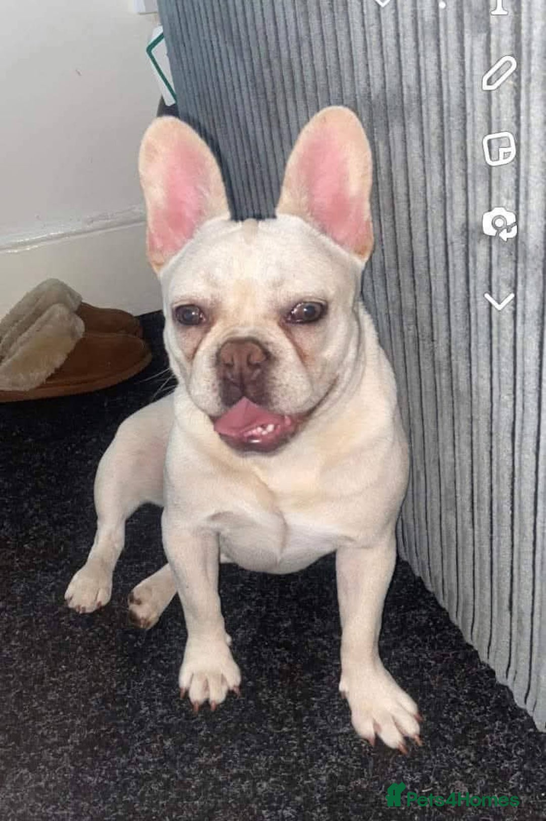 French Bulldog dogs for sale:  French bulldog - Image 2
