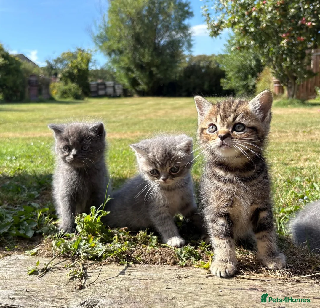 Ragdoll cats for sale: Ragdoll / exotic  - Advert 1