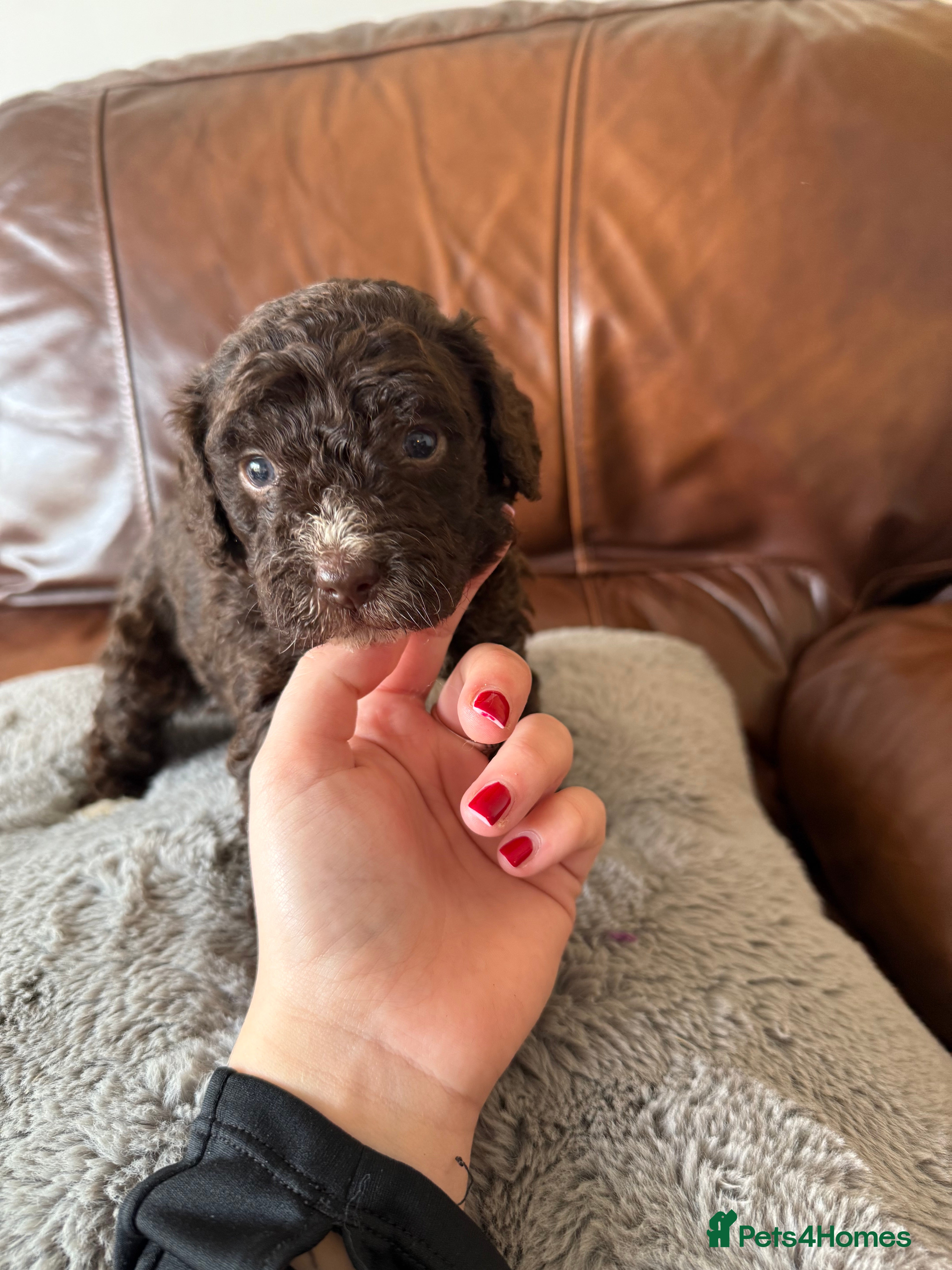 Mixed Breed dogs Spanish water dog/miniature poodle  - Advert 2