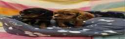 Cavalier King Charles Spaniel dogs for sale: Cavalier king Charles puppies  in Glasgow - Advert 5