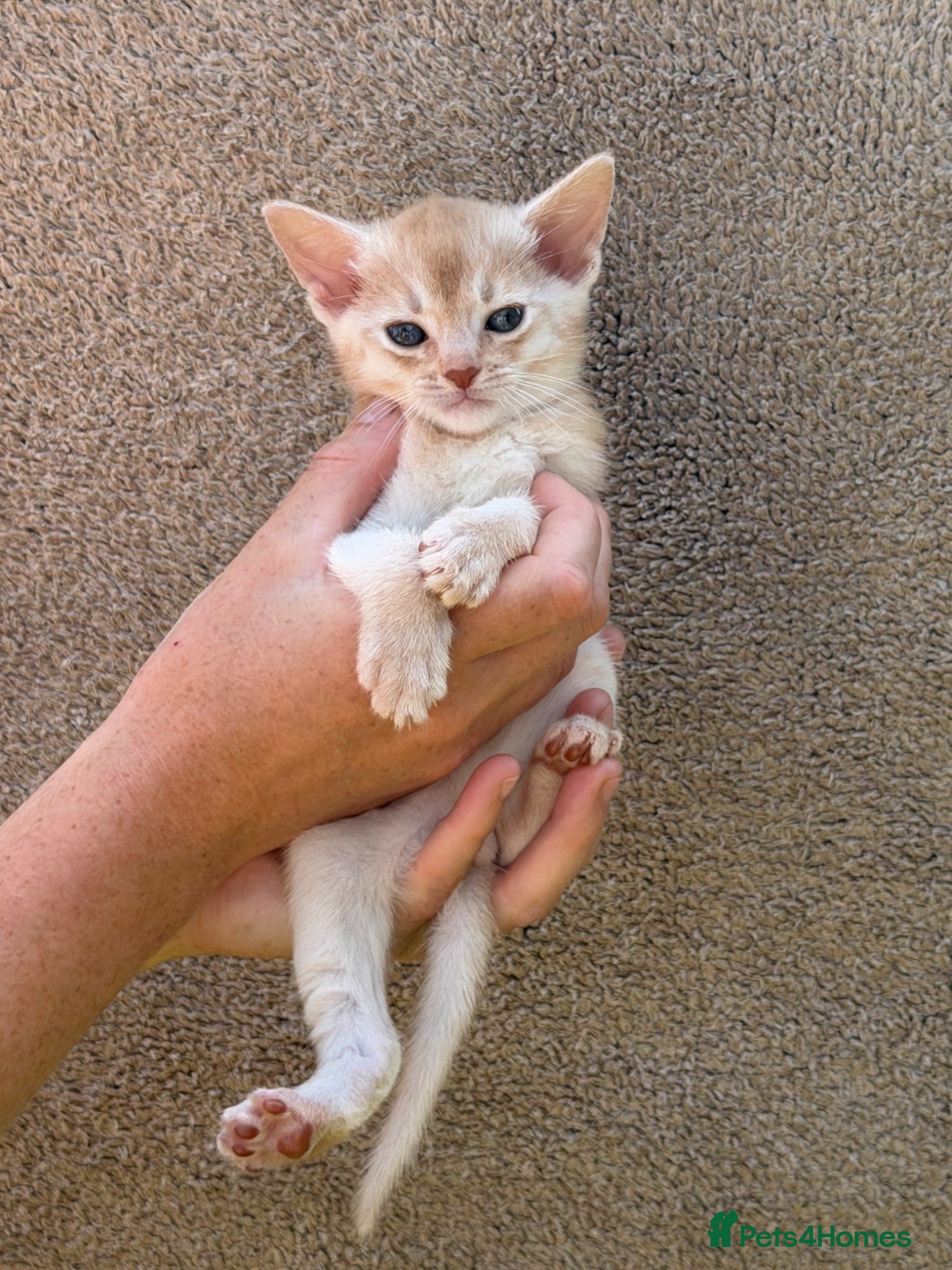Abyssinian cats Gorgeous Abyssinian kittens - Advert 4