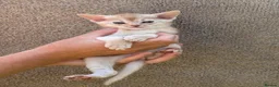 Abyssinian cats for sale: Gorgeous Abyssinian kittens - Advert 13