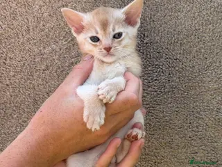 Abyssinian cats Gorgeous Abyssinian kittens - Advert 6