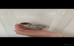 Quail poultry for sale: 8 button quail chicks for sale  - Image 7