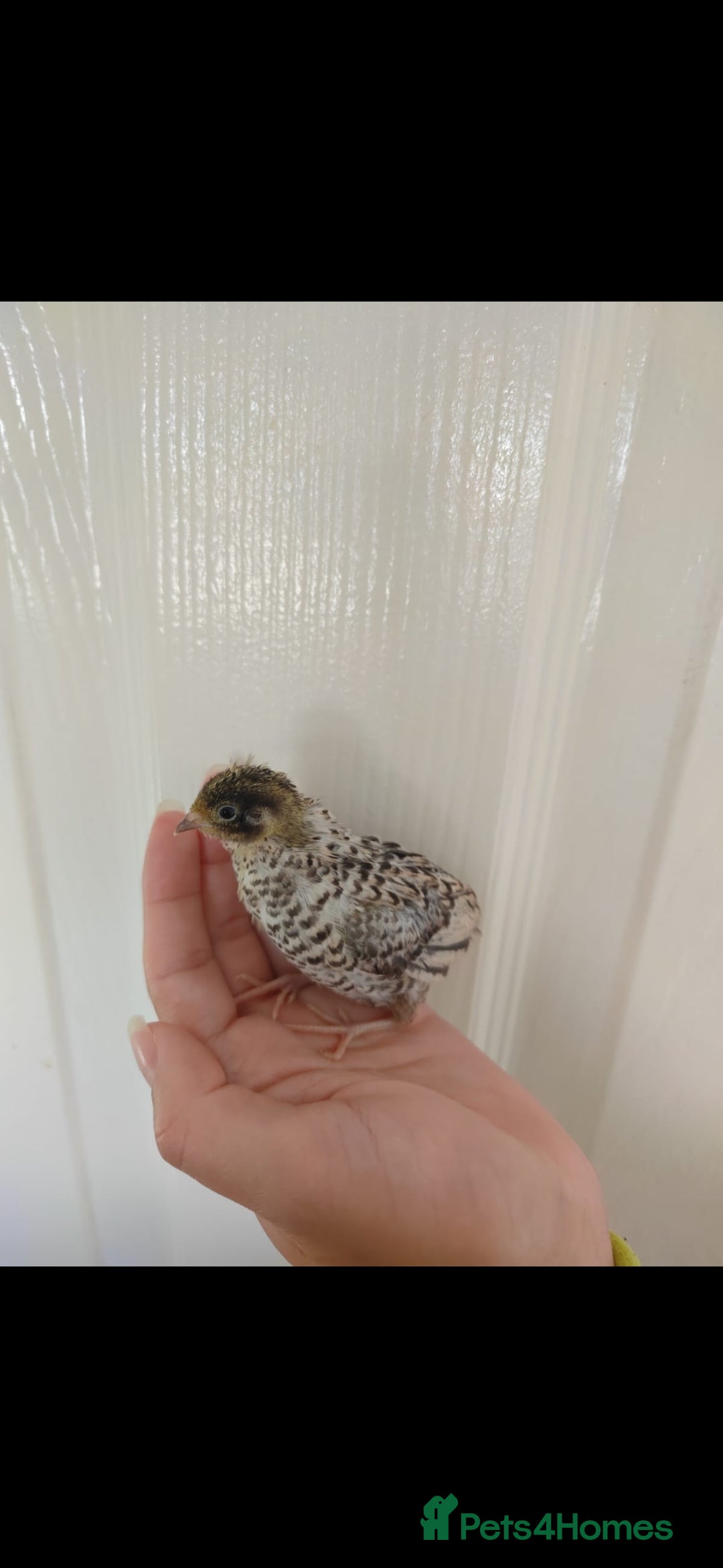 Quail poultry for sale: 8 button quail chicks for sale  - Image 7