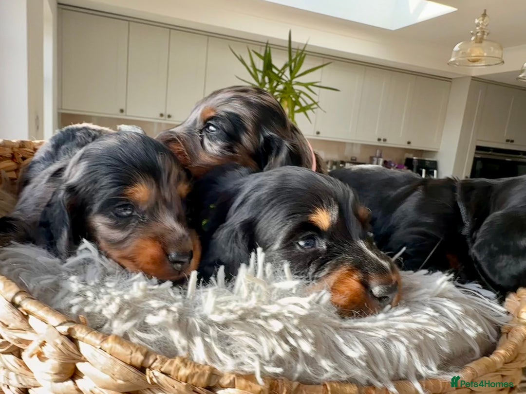 Miniature Dachshund dogs for sale: Beautiful litter of long haired mini dachshunds  - Image 5
