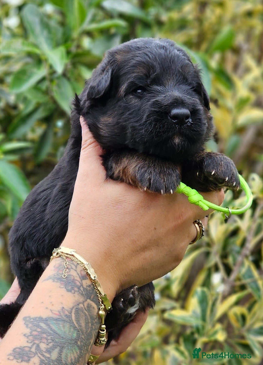 German Shepherd dogs for sale: Long Coat, Health tested, DM clear, GSD pups - Image 37