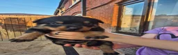 Rottweiler dogs for sale: Kc Rottweiler puppies from imported parents   - Advert 3