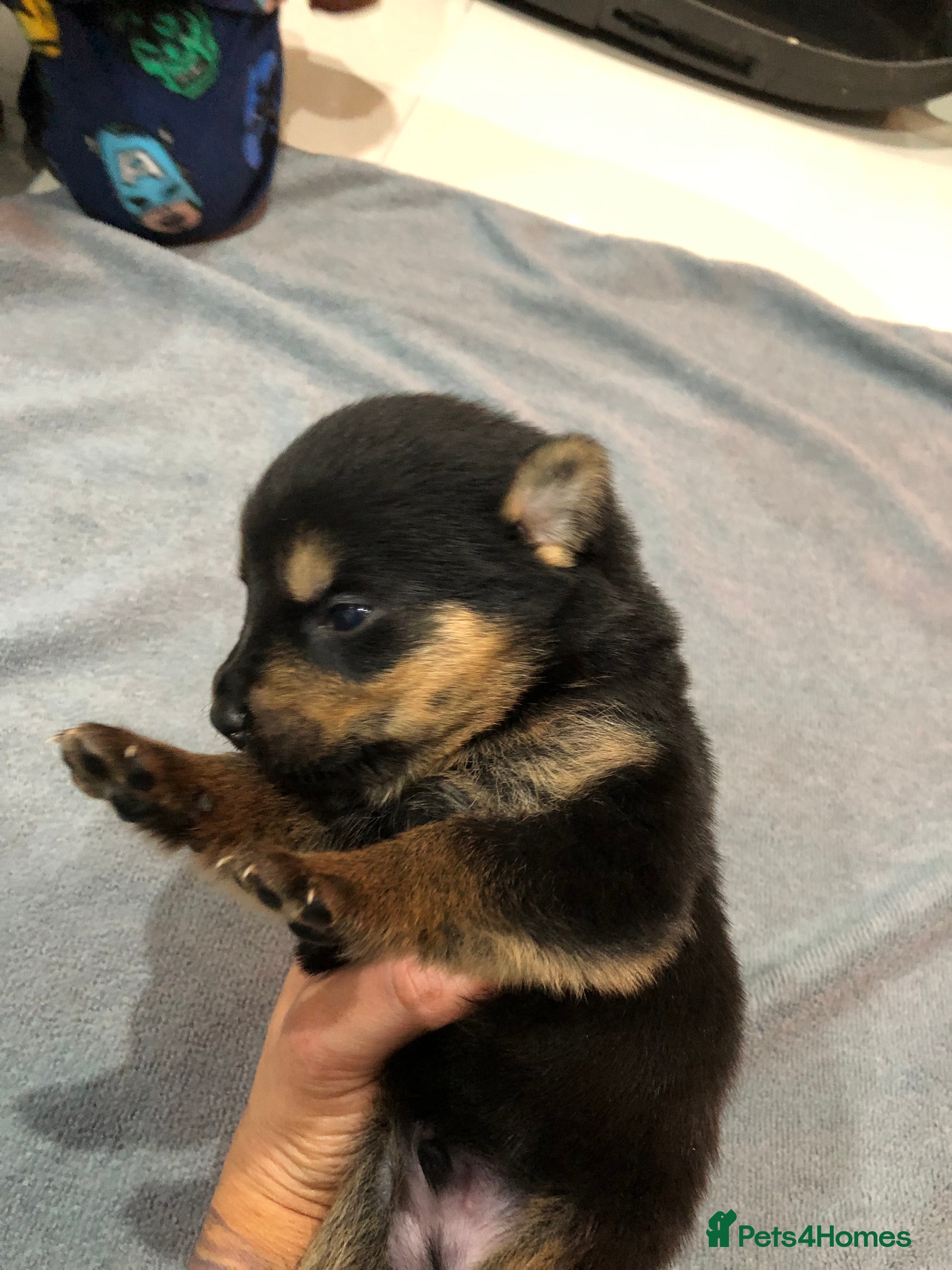 Mixed Breed dogs Rottweiler x German shepherd pupps - Advert 1