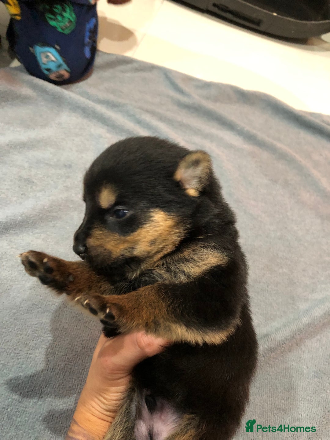 Mixed Breed dogs for sale: Rottweiler x German shepherd pupps - Advert 1