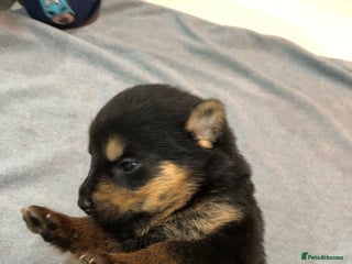 Mixed Breed dogs Rottweiler x German shepherd pupps - Advert 5
