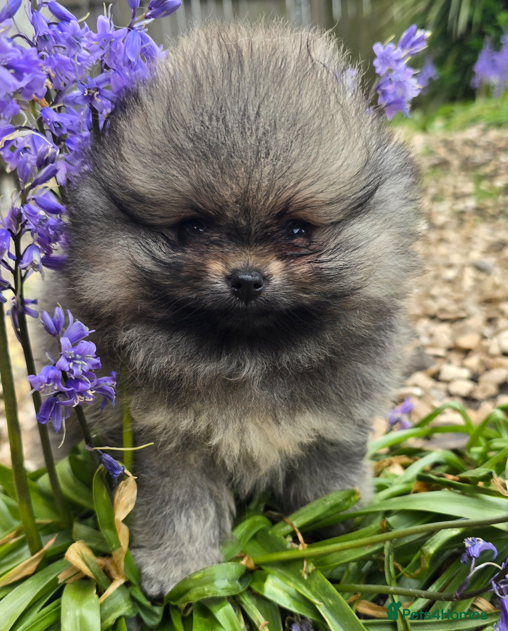 Pomeranian dogs *Beautiful pedegree pomeranian pups* - Advert 8