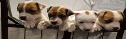 Jack Russell dogs for sale: Adorable little jack russel  in Blaenau Ffestiniog - Advert 2