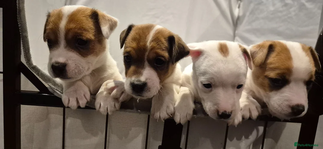 Jack Russell dogs for sale: Adorable little jack russel  in Blaenau Ffestiniog - Advert 2