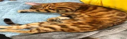 Bengal cats for sale: Paddy the Bengal  - Advert 3