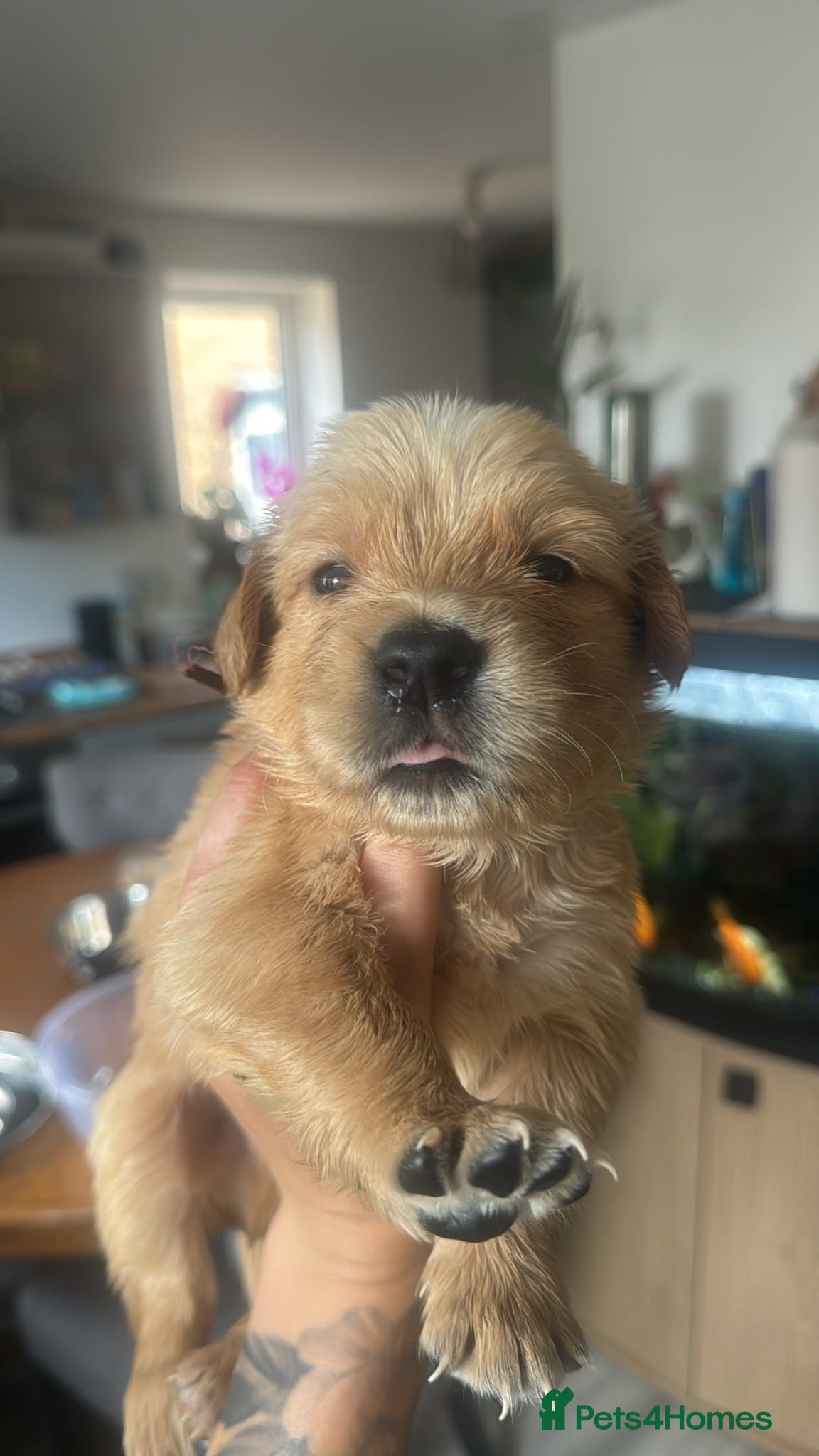 Golden Retriever dogs KC Registered Golden Retrievers !  - Advert 12