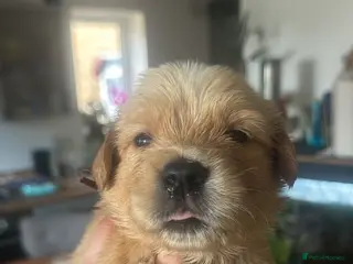 Golden Retriever dogs KC Registered Golden Retrievers ! - Advert 12