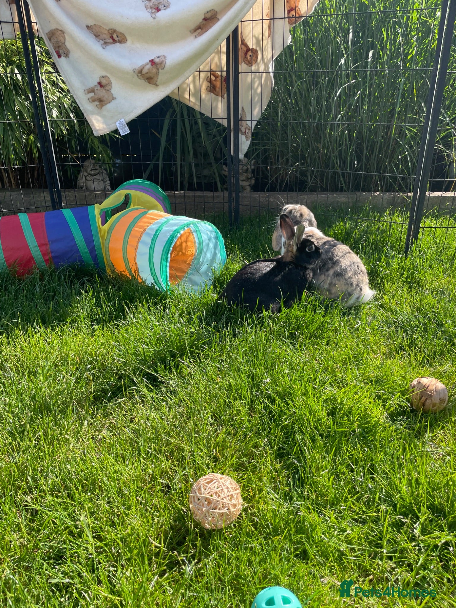 Rex rabbits Loving home needed for three beautiful bunnies 🐰  - Advert 2