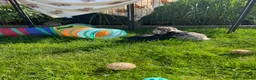 Rex rabbits for sale: Loving home needed for three beautiful bunnies 🐰  - Advert 2