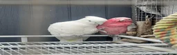 Cockatoo birds for sale: Cockatoo galah - Advert 4