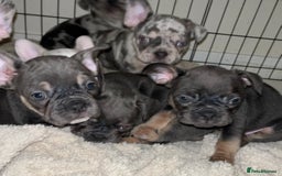 French Bulldog dogs for sale: READY NOW French bulldog puppies  - Advert 27