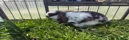 Mini Lop rabbits for sale: Litter of Mini Lop bunnies  - Advert 7