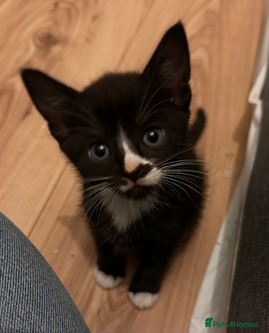 Domestic Shorthair cats for sale: Gorgeous Calico & B/W Kittens for sale! - Image 4