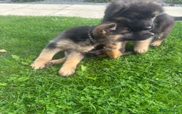 German Shepherd dogs for sale: KC Reg. Amazing Beautiful Girls Awaiting A Home ❤️ - Image 25