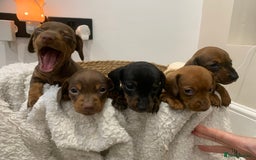 Dachshund dogs for sale: Dachshund puppies  - Image 14