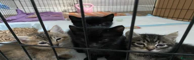 Mixed Breed 2
