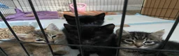 Mixed Breed cats for sale: Tonkdoll/bengal kittens - Advert 3