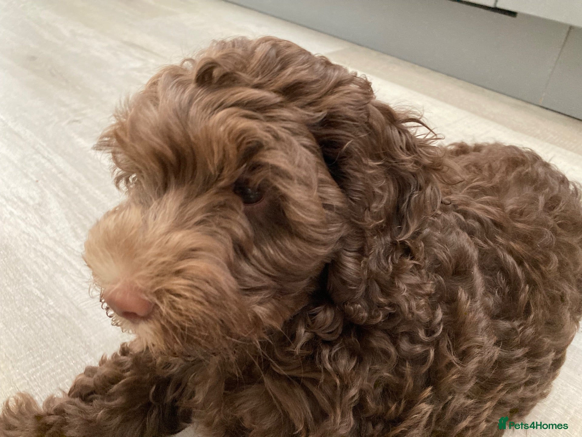 Cockapoo dogs Beautiful Chocolate Cockerpoo Puppy 10 weeks old  - Advert 2
