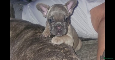 French Bulldog dogs - Advert 4