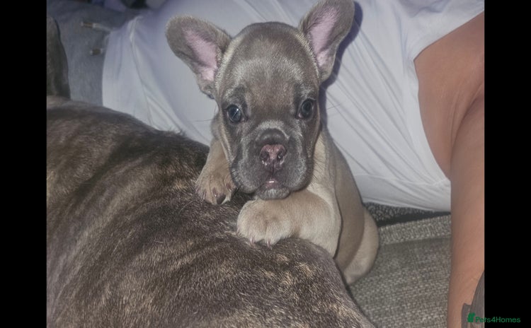 French Bulldog dogs - Advert 4