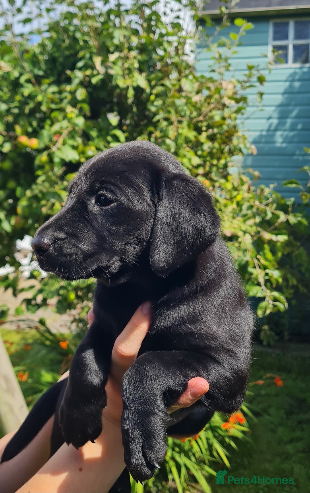 Labrador Retriever dogs for sale: Labrador puppies  - Image 16