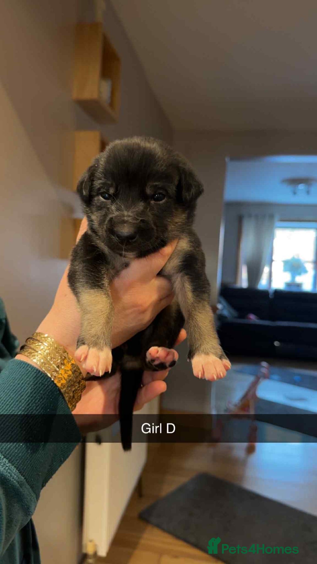 Mixed Breed dogs for sale: Saluki bull greyhound × Belgium malinois  - Advert 7