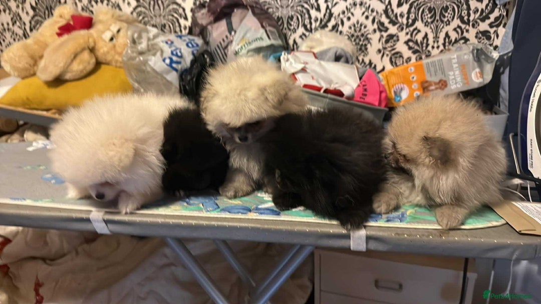 Pomeranian dogs for sale: Adorable Purebred Pomeranian Puppies  - Image 8