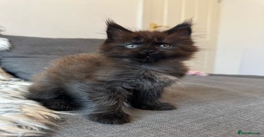 Maine Coon cats - Advert 8