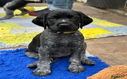 German Wirehaired Pointer dogs for sale: German Wirehaired Pointer Puppies for Sale - Image 9