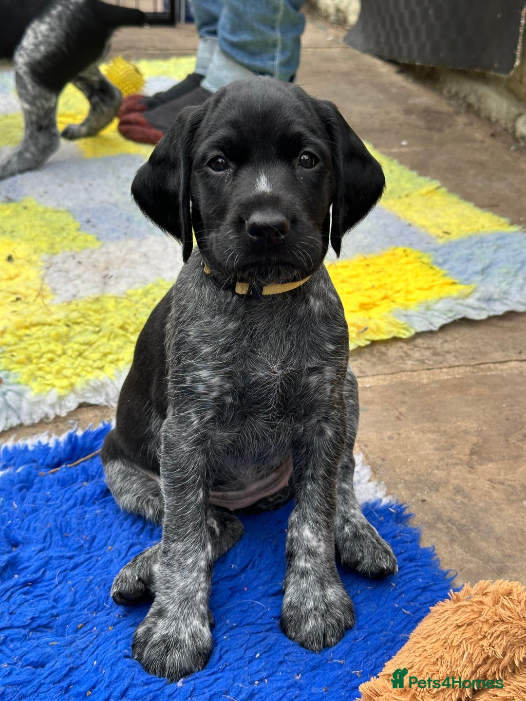 German Wirehaired Pointer dogs for sale: German Wirehaired Pointer Puppies for Sale - Image 9