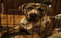 Mixed Breed dogs for adoption: Blue (Cane Corso mix) - Image 13