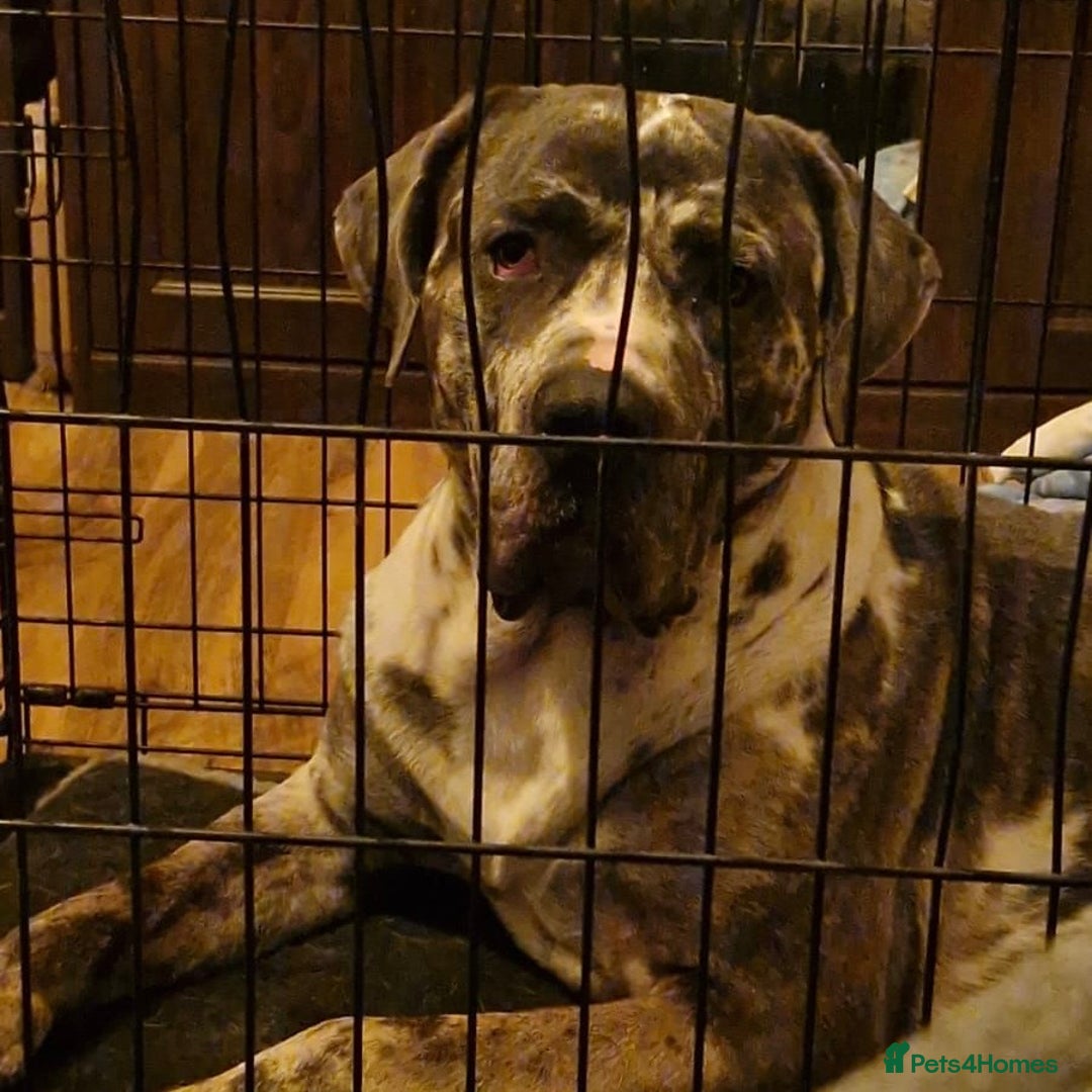 Mixed Breed dogs for adoption: Blue (Cane Corso mix) - Image 13