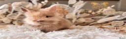 Lionhead rabbits for sale: Beautiful Fully Vaccinated Lionheads! - Advert 25