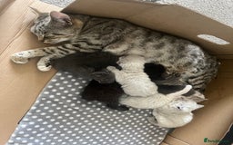 British Shorthair cats for sale: 6 adorable BSH kittens looking for forever homes  - Image 15